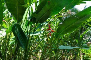 Tayland 'ın ormanlarında güzel doğa