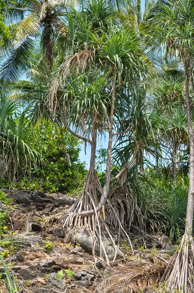 Tayland 'ın ormanlarında güzel doğa
