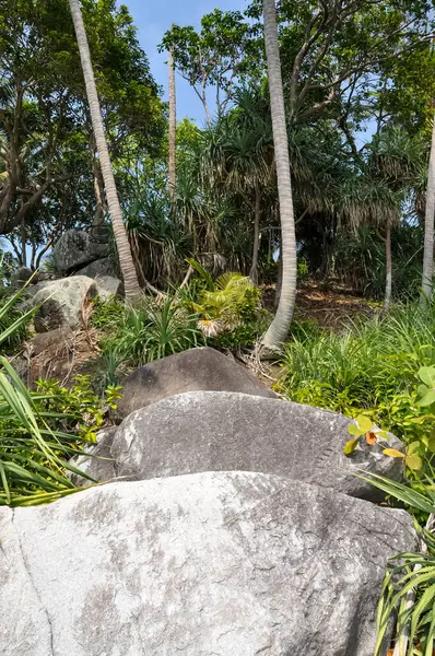 Tayland 'ın ormanlarında güzel doğa