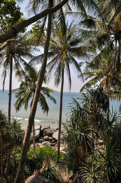 Tayland 'ın ormanlarında güzel doğa