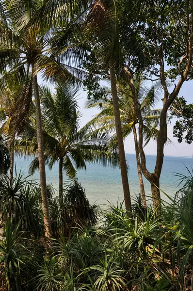 Tayland 'ın ormanlarında güzel doğa