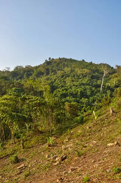 Tayland 'ın ormanlarında güzel doğa