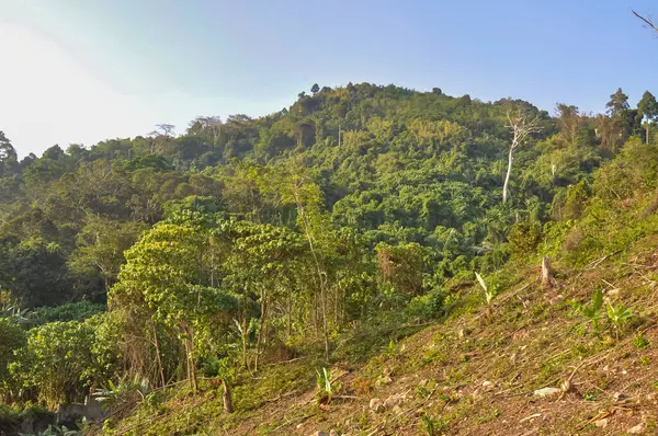 Tayland 'ın ormanlarında güzel doğa