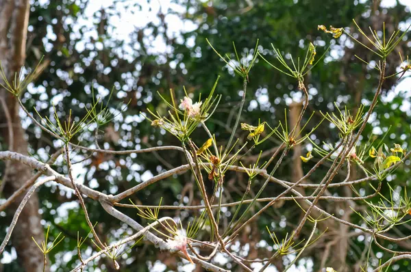 Tayland 'ın ormanlarında güzel doğa