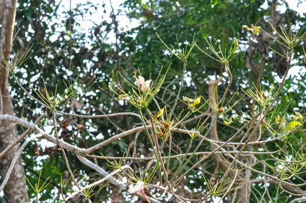Tayland 'ın ormanlarında güzel doğa
