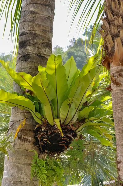 Tayland 'ın ormanlarında güzel doğa