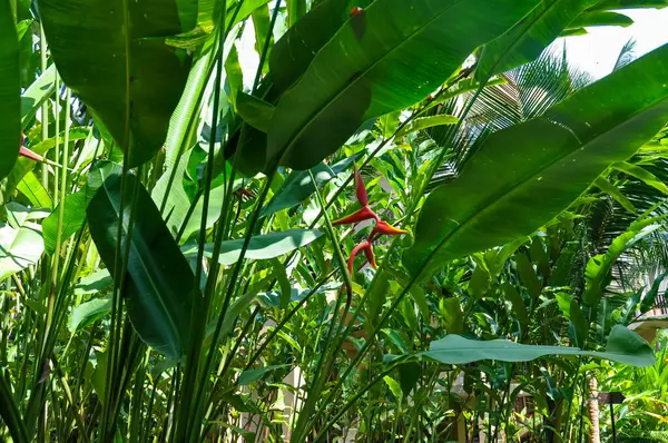 Tayland 'ın ormanlarında güzel doğa