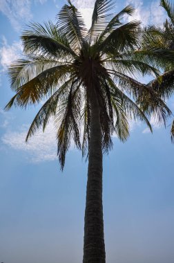 Tayland ormanında palmiye ağacı