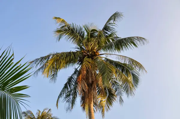 Tayland ormanında palmiye ağacı