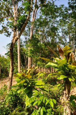 Tayland 'ın ormanlarında güzel doğa