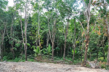 Tayland 'ın ormanlarında güzel doğa