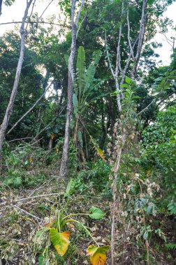 Tayland 'ın ormanlarında güzel doğa