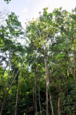 Tayland 'ın ormanlarında güzel doğa