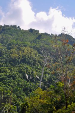 Tayland 'ın ormanlarında güzel doğa