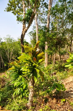 Tayland 'ın ormanlarında güzel doğa
