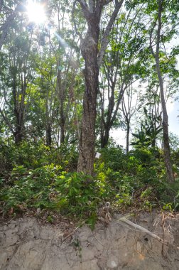 Tayland 'ın ormanlarında güzel doğa