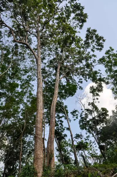 Tayland 'ın ormanlarında güzel doğa