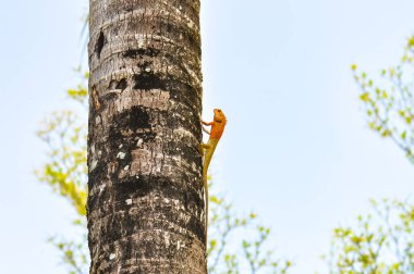 Kan emici Calot, Tayland 'da bir palmiye ağacının gövdesinde oturur.