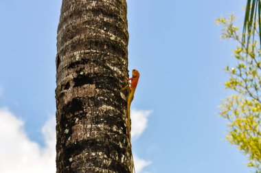 Kan emici Calot, Tayland 'da bir palmiye ağacının gövdesinde oturur.
