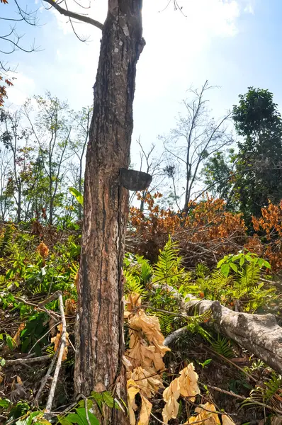 Ağaç reçinesi Tayland 'da bir ağaçta