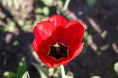 Kharkov 'un avlusunda ılık bir baharda kırmızı laleler