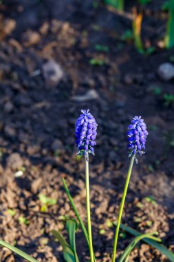 Muscari Armeniacum yolun kenarındaki bahçede yetişiyor.