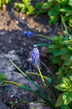 Muscari Armeniacum yolun kenarındaki bahçede yetişiyor.