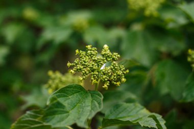 Viburnum dilatatum, ya da bahçedeki ıhlamur viburnum.