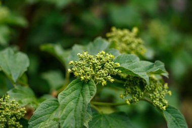 Viburnum dilatatum, ya da bahçedeki ıhlamur viburnum.