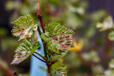 Baharda taze üzüm yaprakları Harkov