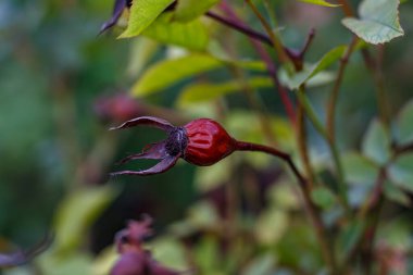 Geçen yılın gül kalçaları bir çalılığın göz kapaklarında