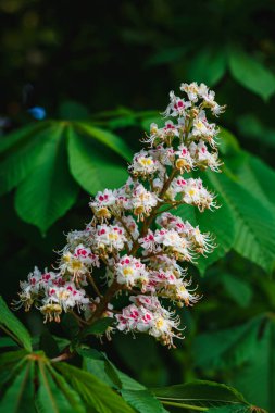 Kestane ağacının açan beyaz çiçekleri