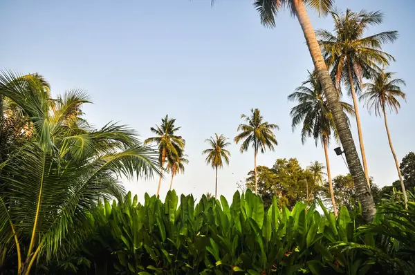 Tayland 'da bir tatil köyünde güzel palmiye ağaçları