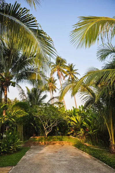 Tayland 'da bir tatil köyünde güzel palmiye ağaçları
