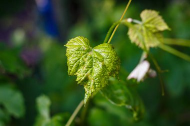 Bahçedeki bir çalılıkta üzüm yaprakları