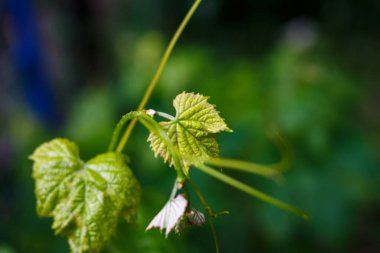 Bahçedeki bir çalılıkta üzüm yaprakları