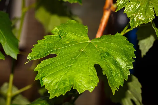 Bahçedeki bir çalılıkta üzüm yaprakları