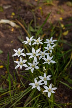 Ornithogalum umbellatum beyaz çiçeklerle çiçek açtı.