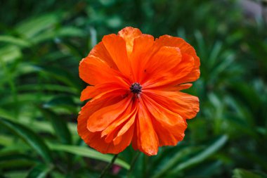 Bahçede parlak kırmızı bir gelincik çiçek açtı.