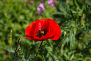 Bahçede parlak kırmızı bir gelincik çiçek açtı.