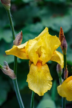 Güzel sarı bir iris çiçeği çiçek açmış bir çiçek tarlasında.