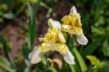 Güzel sarı bir iris çiçeği çiçek açmış bir çiçek tarlasında.
