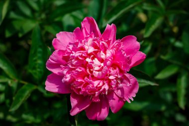 Çiçek tarhında açan güzel pembe bir şakayık çiçeği