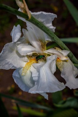 Beyaz bir iris çiçeğinin üzerindeki gül tırmığı böceği makro böcek fotoğrafı.