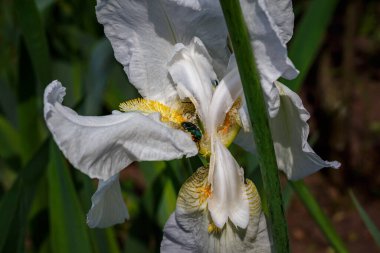 Beyaz bir iris çiçeğinin üzerindeki gül tırmığı böceği makro böcek fotoğrafı.