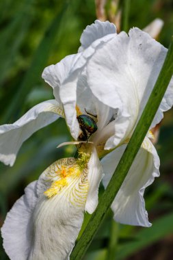 Beyaz bir iris çiçeğinin üzerindeki gül tırmığı böceği makro böcek fotoğrafı.