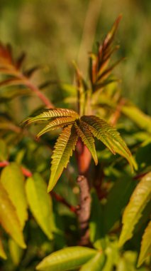 Genç Sumac gün batımında, ılık altın ışıkta, yaz yeşilliklerinin yakınından ayrılıyor.