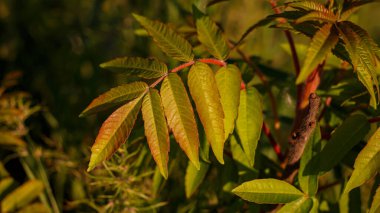 Genç Sumac gün batımında, ılık altın ışıkta, yaz yeşilliklerinin yakınından ayrılıyor.