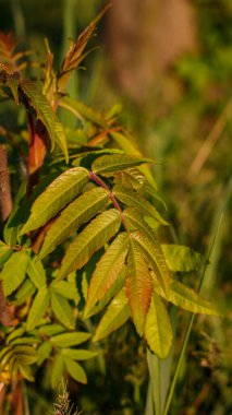 Genç Sumac gün batımında, ılık altın ışıkta, yaz yeşilliklerinin yakınından ayrılıyor.