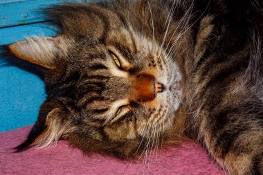 Yumuşak Maine Rakun Kedi Masanın Üzerinde Uzanıyor, Uykucu Uzun Saçlı Kedi, Rahatlamış Hayvan, Kedi Yüzlü İfade